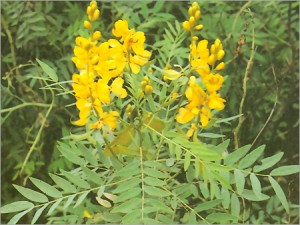 health-benefits-of-sonamukhi-plant-or-indian-senna