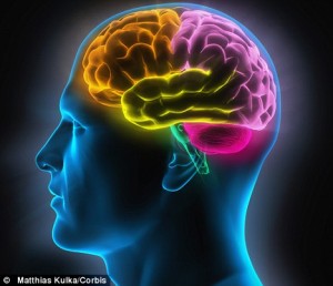 the-10-brain-usage-a-myth