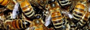 bees-beyond-honey-and-sting