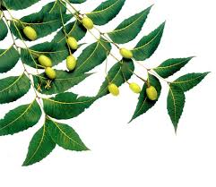 Neem - A Medicinal Herb