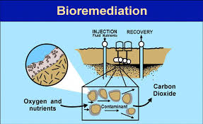 Bioremediation