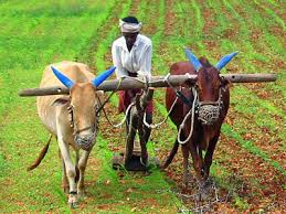 Indian farmer